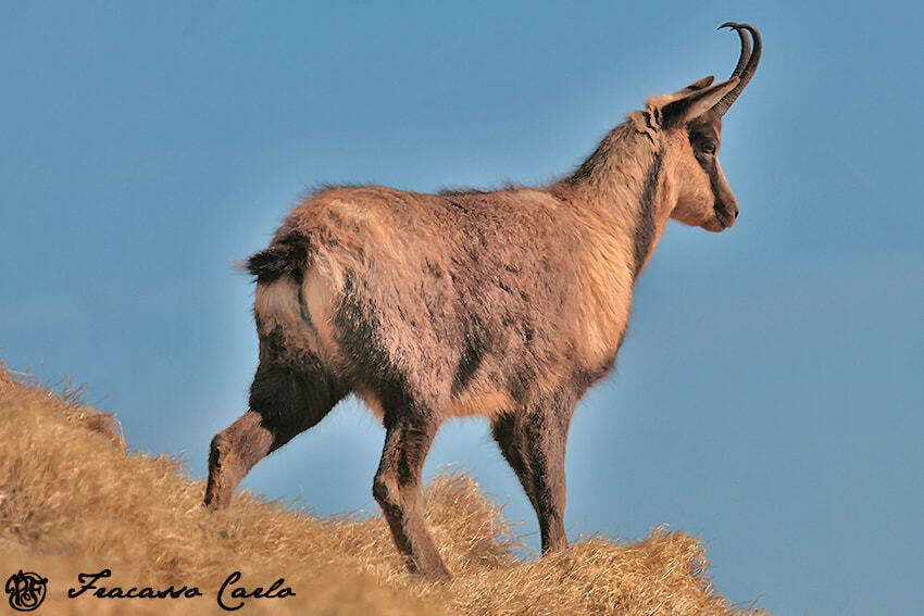 Image of Apennine chamois