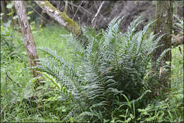 Image of Dryopteris tokyoensis (Matsum.) C. Chr.