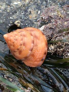 Image of Calliostoma gloriosum Dall 1871