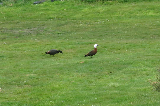 Image of Paradise Shelduck