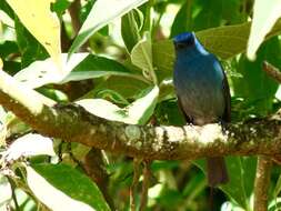 Image of Nilgiri Flycatcher