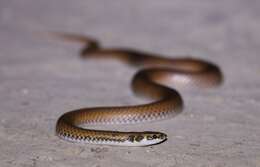 Image of Little Spotted Snake