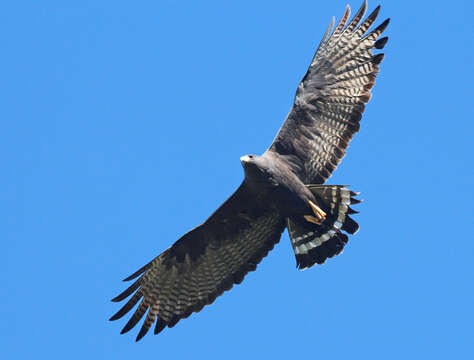 Image of Zone-tailed Hawk