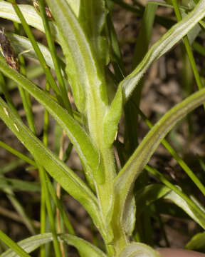 Image of winged cudweed