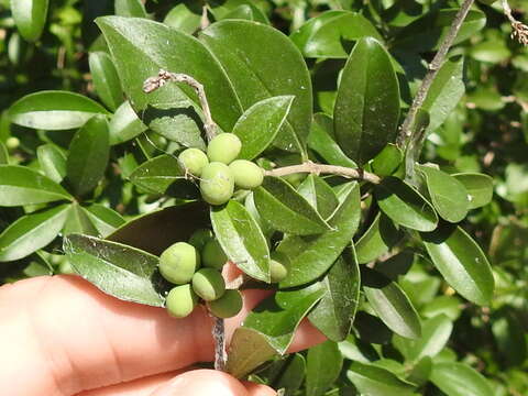 صورة Ligustrum quihoui Carrière