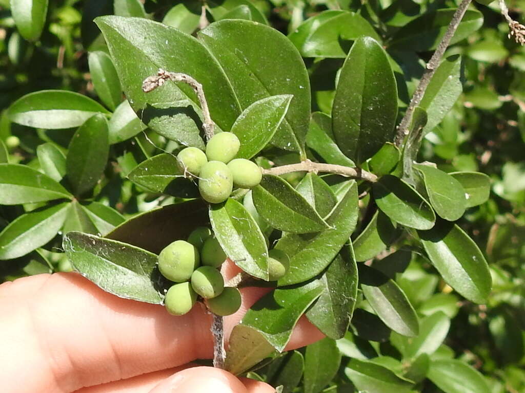 Image of waxyleaf privet