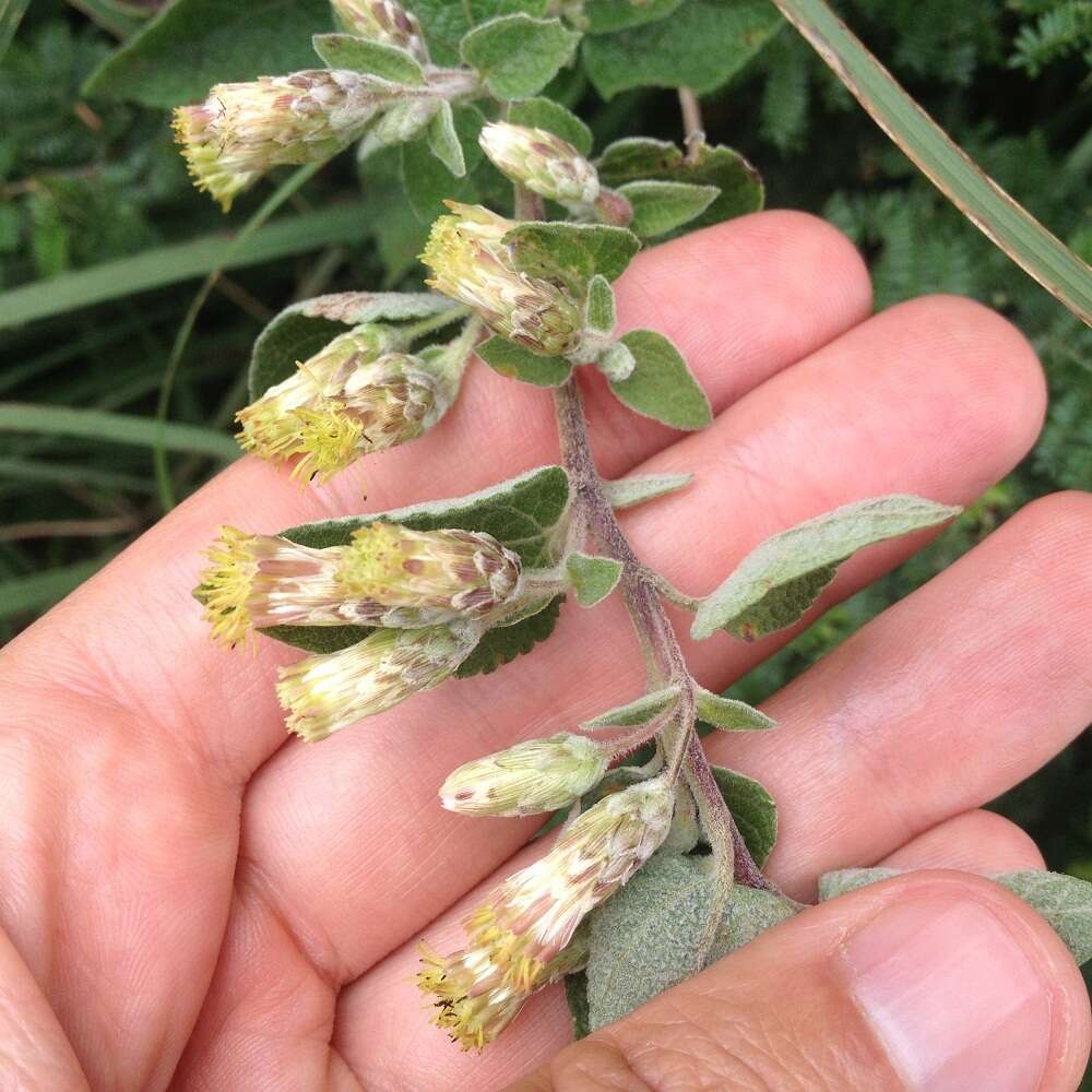 Brickellia secundiflora (Lag.) A. Gray的圖片