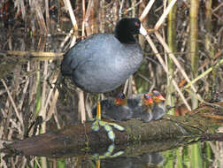 Image of Fulica Linnaeus 1758