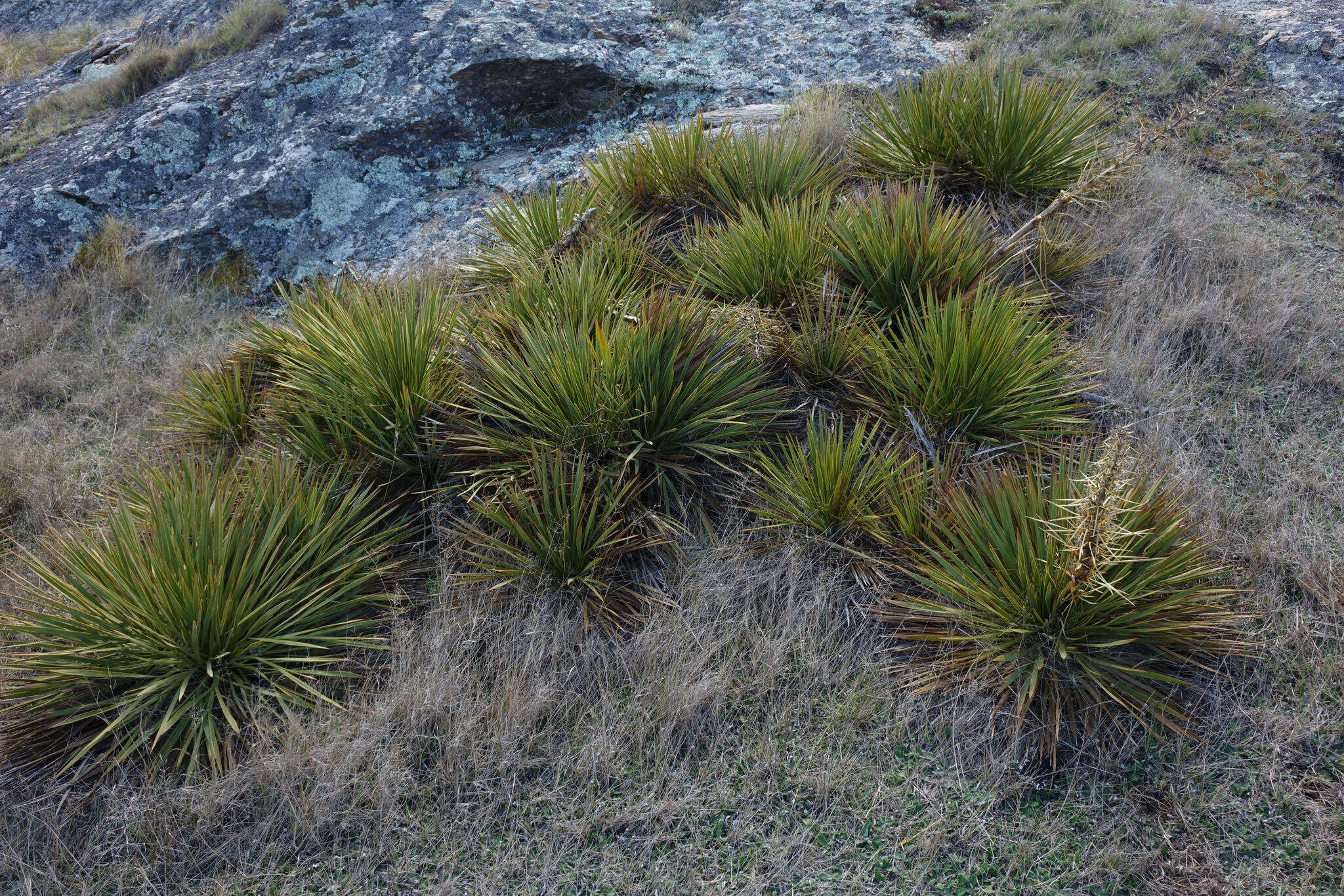 Image of Aciphylla aurea W. R. B. Oliv.