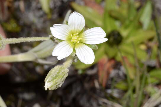 Слика од Cerastium floccosum Benth.