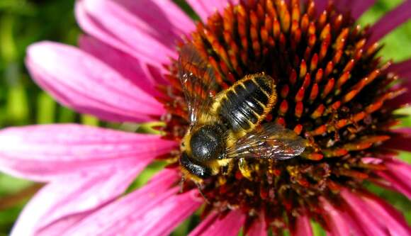 Image of Megachile leaf-cutter bee