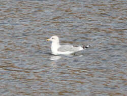 Image of California Gull