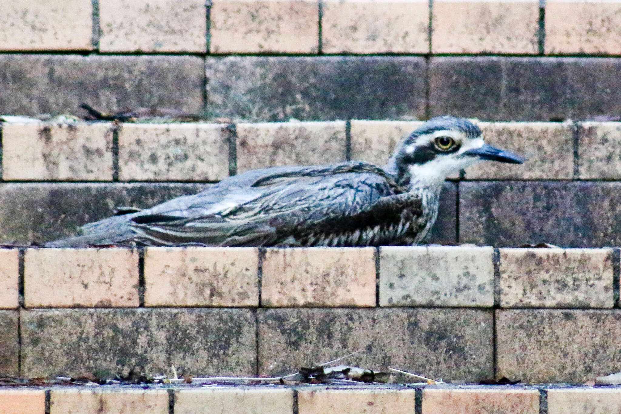 Image of Bush Stone-curlew