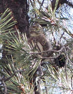 Image of Mountain Pygmy Owl