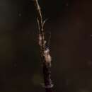 Image of Dulichia rhabdoplastis McCloskey 1970