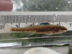 Imagem de Etheostoma exile (Girard 1859)