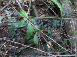 Image of Melicytus ramiflorus subsp. ramiflorus