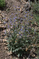 Image of matroot penstemon