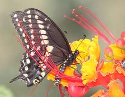Sivun Papilio polyxenes Fabricius 1775 kuva
