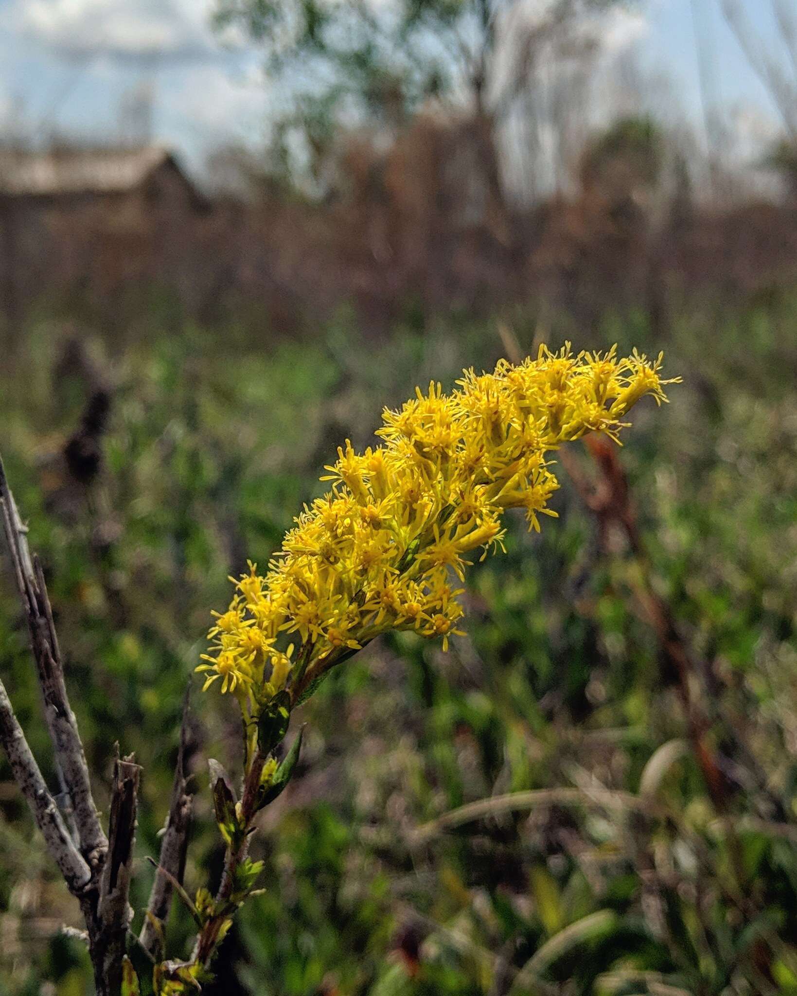 Image of pine barren goldenrod