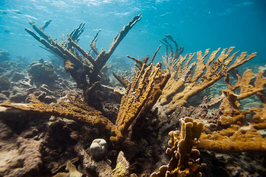 Image of Elkhorn Coral