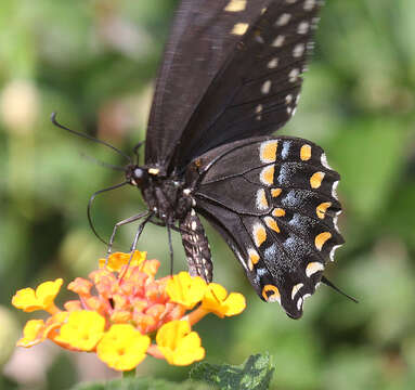 Image of Black Swallowtail