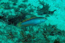 Image of Rainbow Slender Wrasse