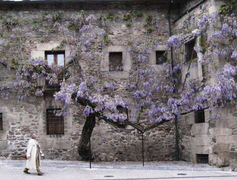 Plancia ëd Wisteria floribunda (Willd.) DC.