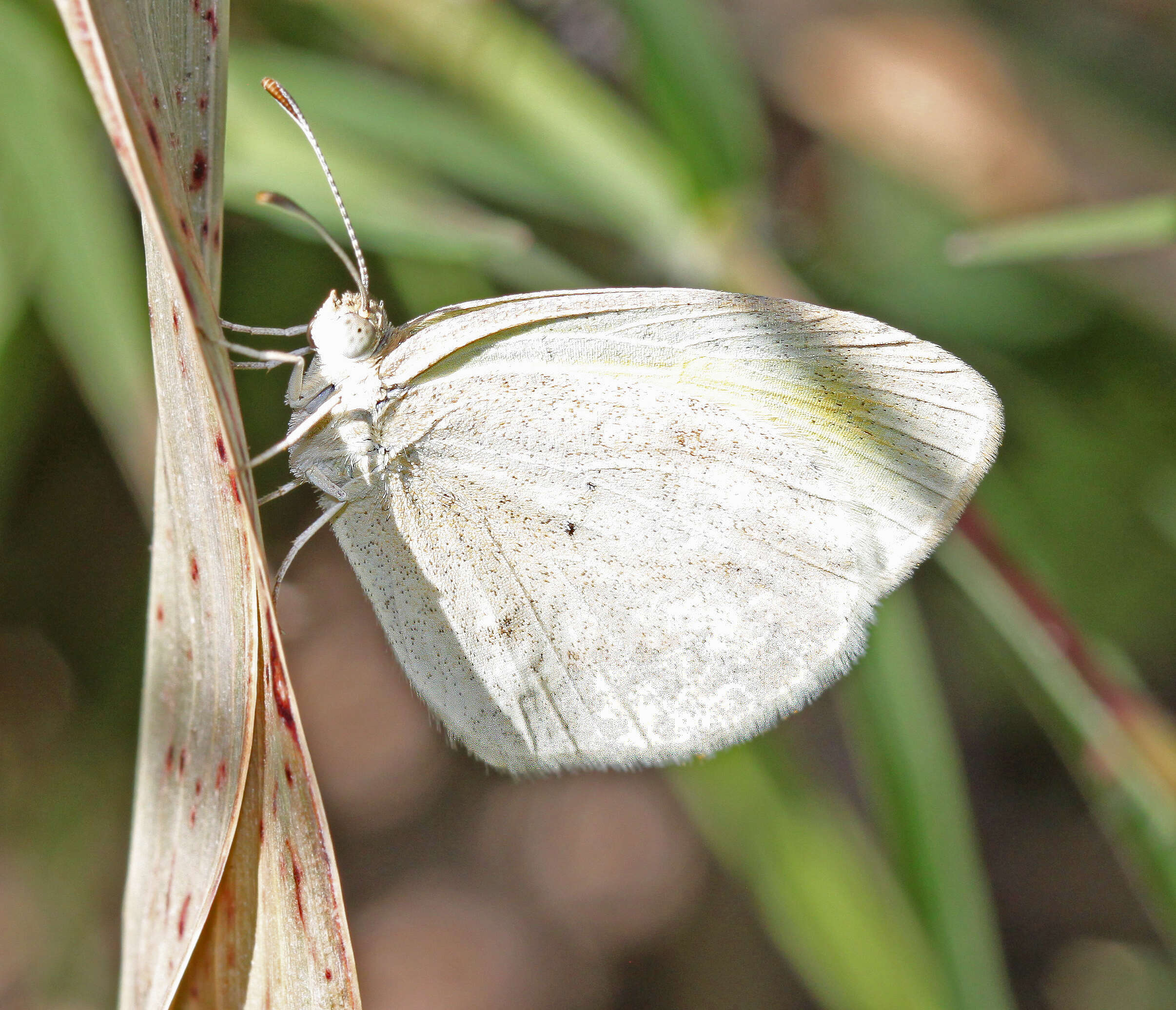 Image of Barred Yellow