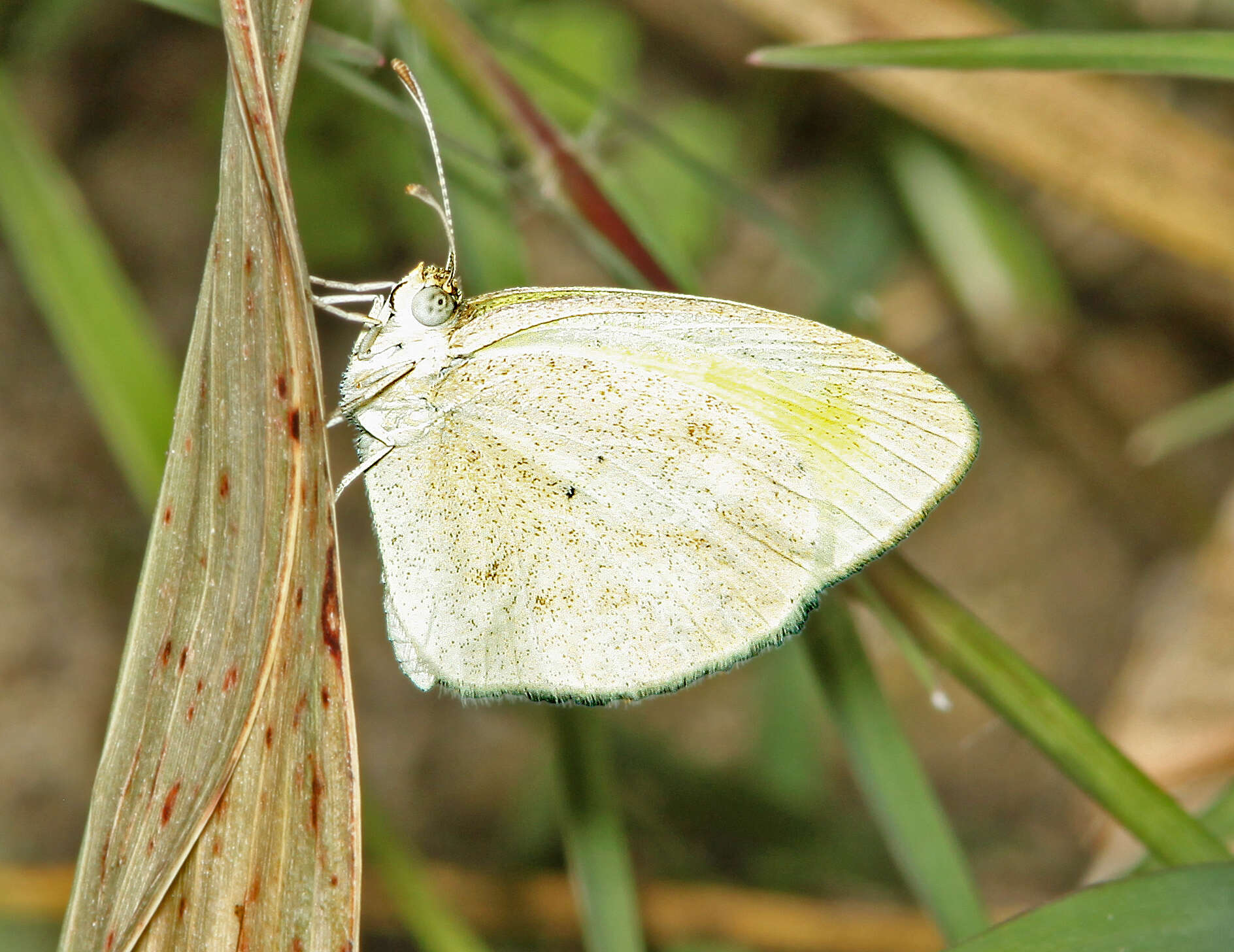 Image of Barred Yellow