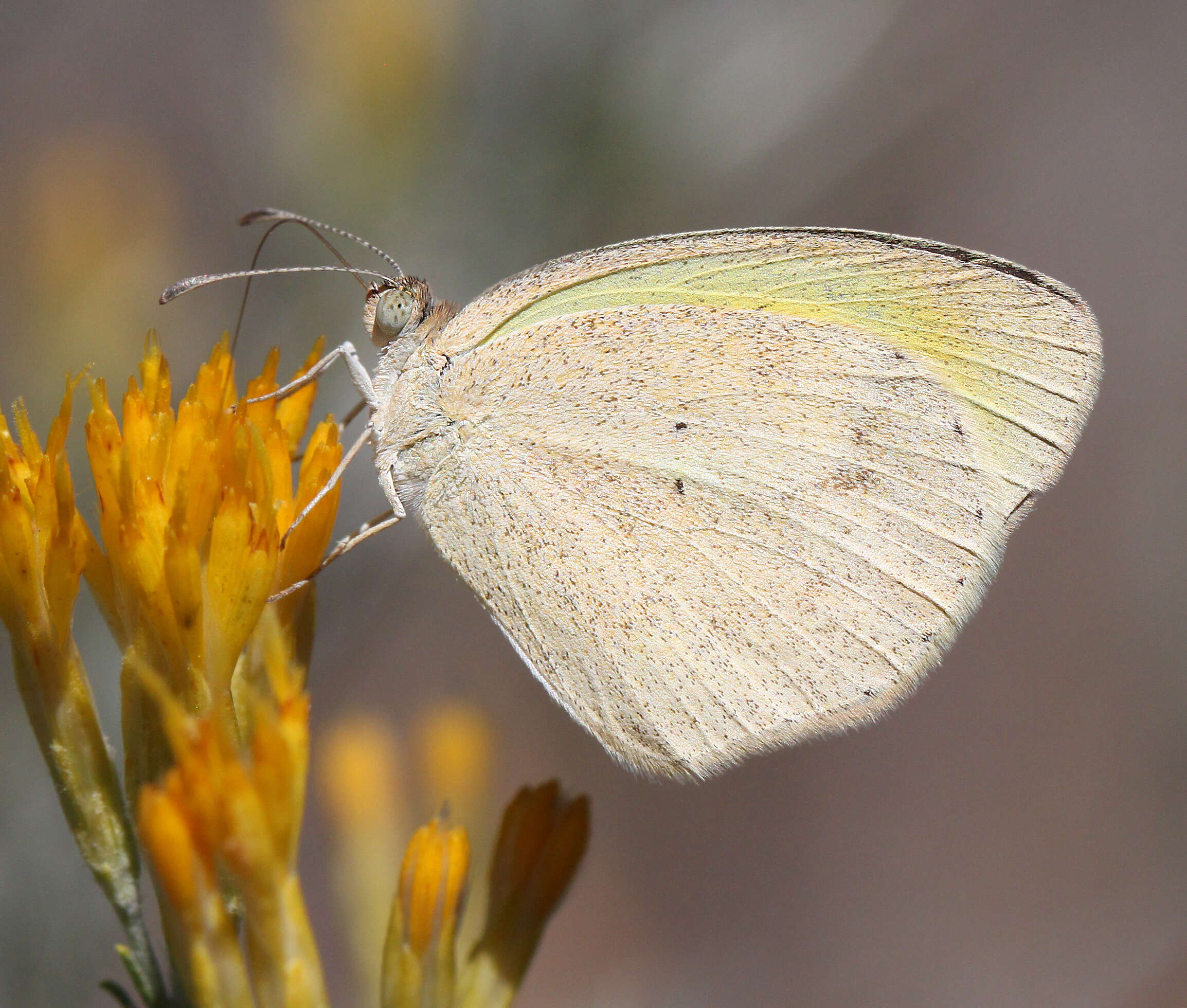 Image of Barred Yellow