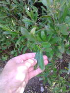 Image of Florida hopbush