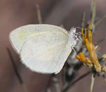 Image of Barred Yellow