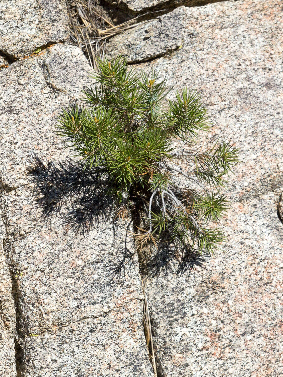 Image of singleleaf pinyon