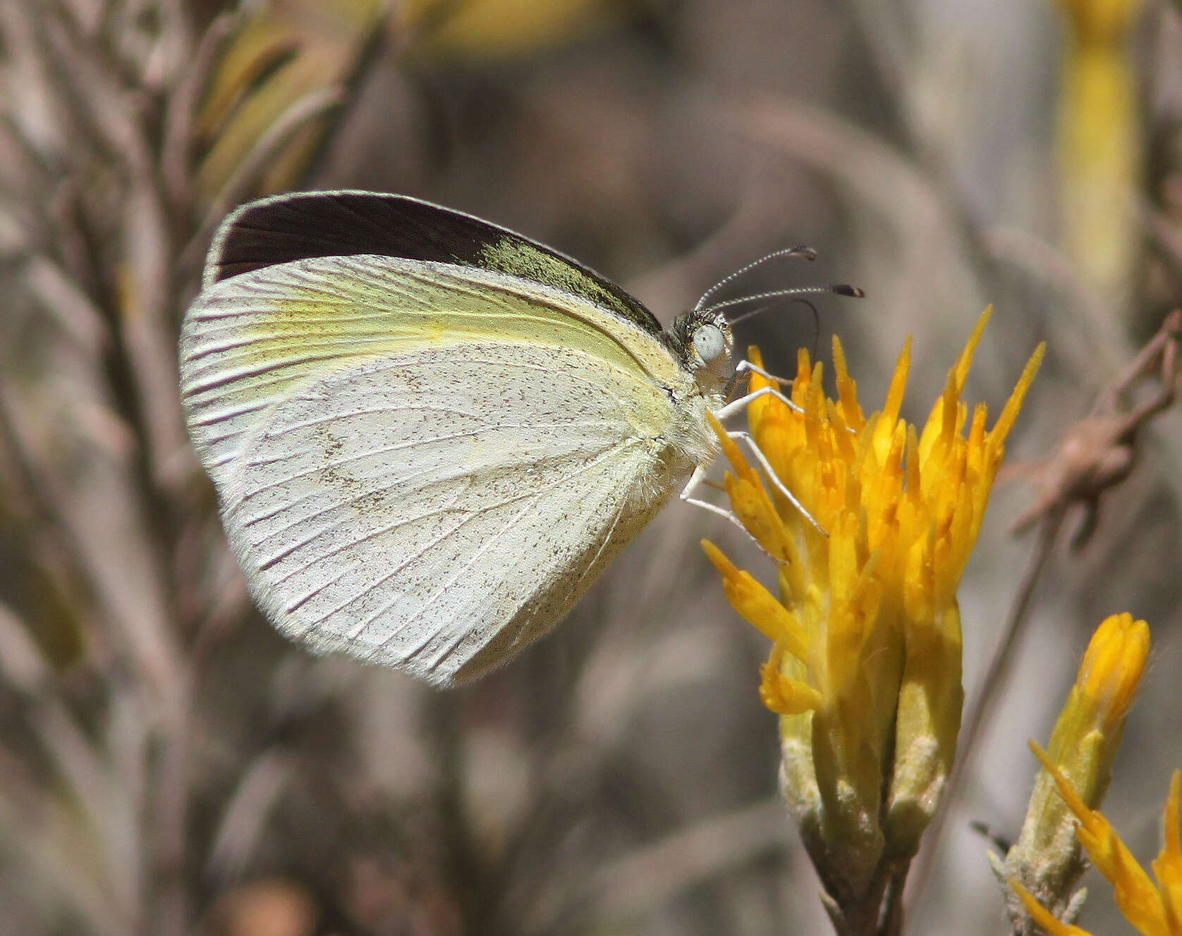 Image of Barred Yellow