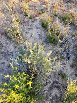 Image of Leucadendron sheilae I. J. M. Williams