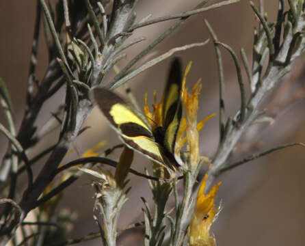 Image of Barred Yellow