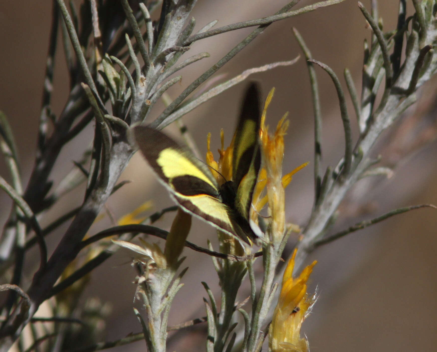 Image of Barred Yellow