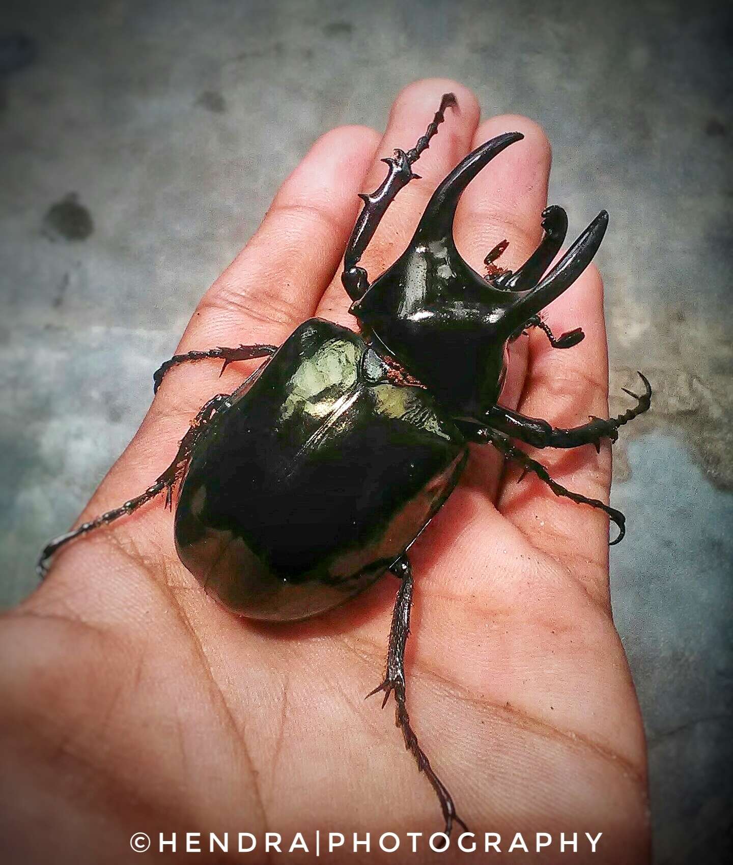 Image of Chalcosoma atlas keyboh Nagai 2004