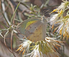 Image of Barred Yellow