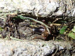 Image of Cricket