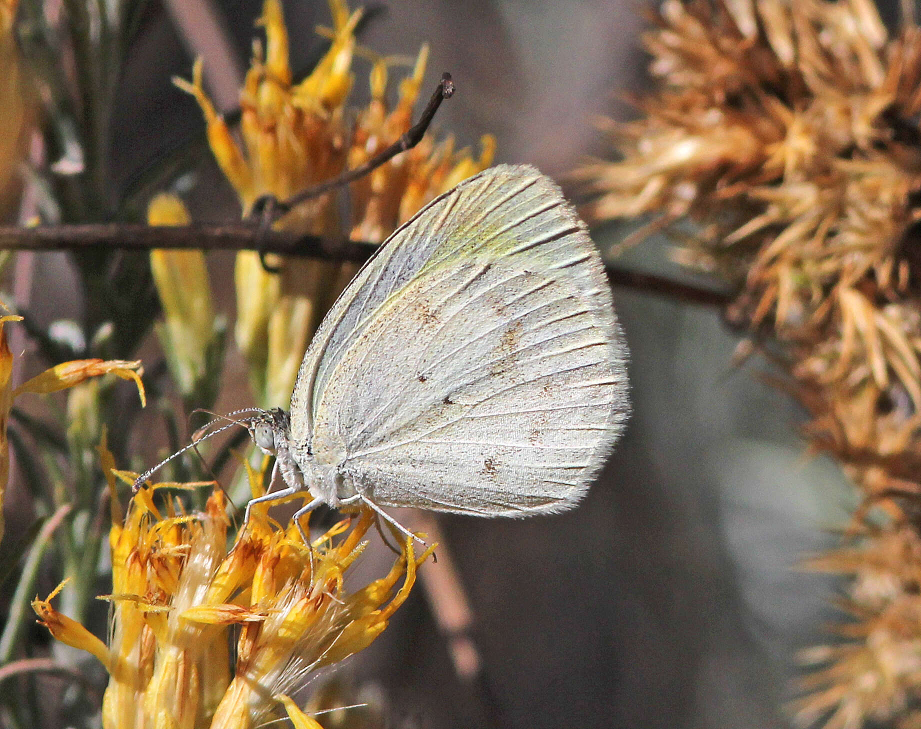 Image of Barred Yellow