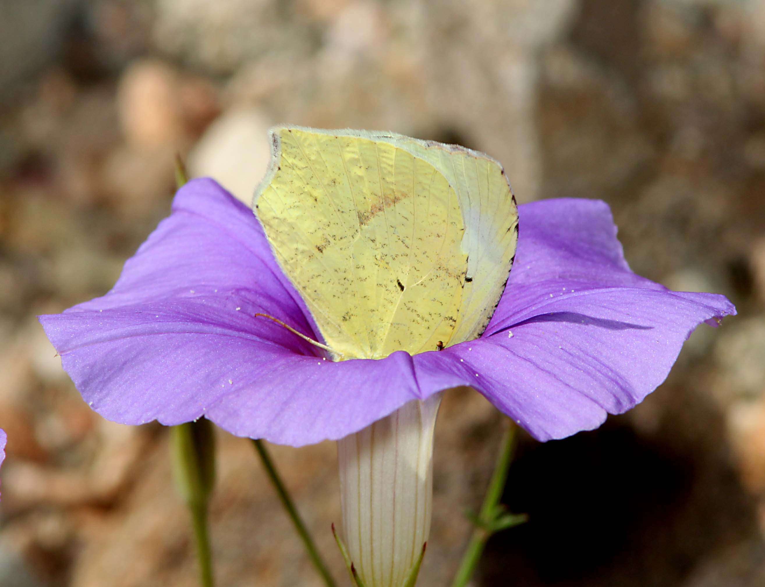 Image of Mexican Yellow