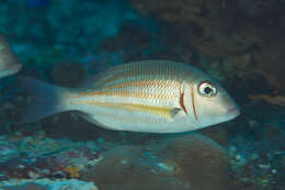 Imagem de Lethrinus ornatus Valenciennes 1830