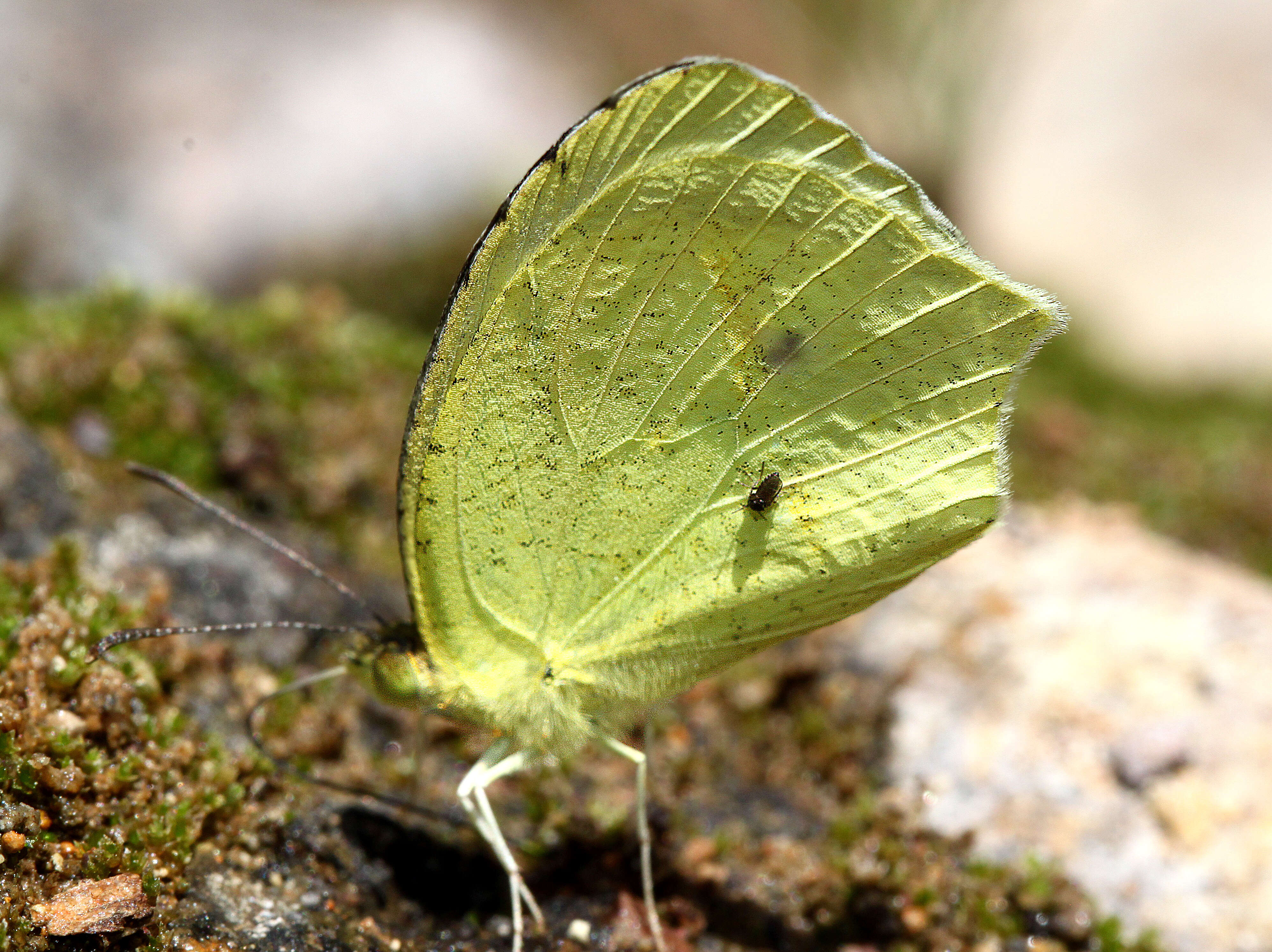 Image of Mexican Yellow