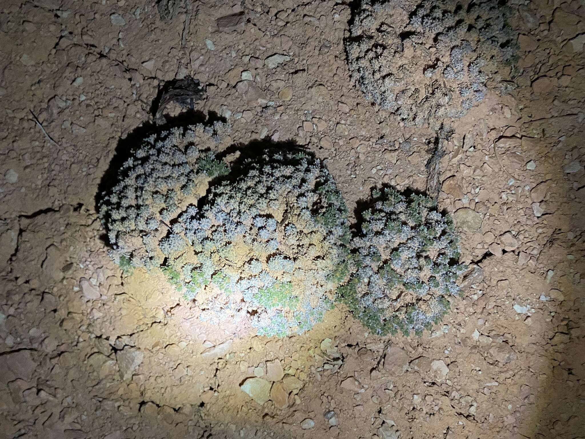 Image of Red Canyon buckwheat