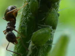 Image of Aphid