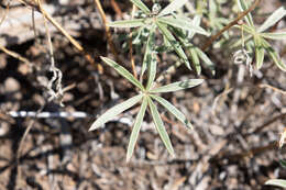 Image de Lupinus caudatus subsp. caudatus