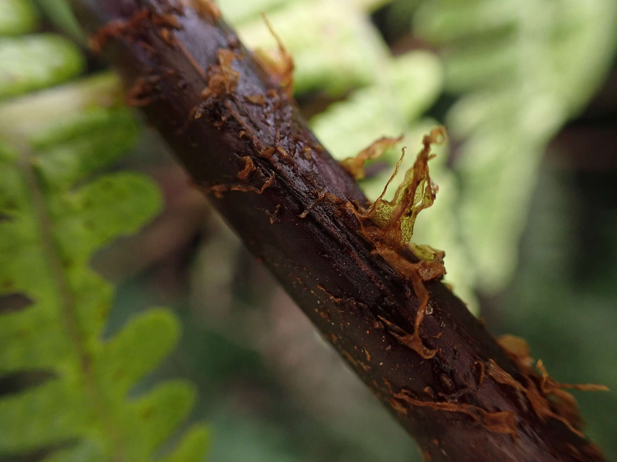 Слика од Phegopteris keraudreniana (Gaud.) Mann