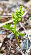 Image of northern moonwort